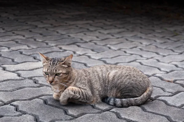 Tabby 바닥에 벵골어 고양이 귀여운 고양이 장난스러운 고양이 선택적인 — 스톡 사진