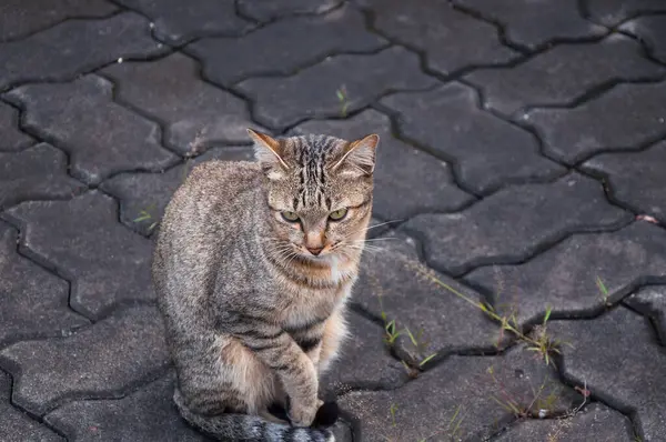 Tabby 벵골어 고양이 바닥에 귀여운 고양이 고양이 거짓말 고양이 선택적인 — 스톡 사진