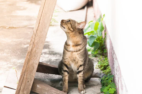 Tabby Bengala Gatto Seduto Sul Pavimento Marrone Carino Gatto Gatto — Foto Stock