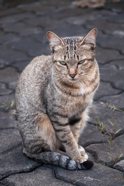 Tabby Bengal Kot Siedzi Podłodze Brązowy Ładny Kot Kot Leży — Zdjęcie stockowe