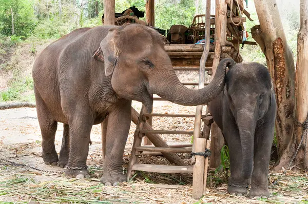 Tayland anne fil ve yavrusu Tayland, Asya fili
