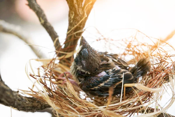 Маленькая Птичка Гнезде Гнездо Сделано Сухой Травы Пряжи — стоковое фото