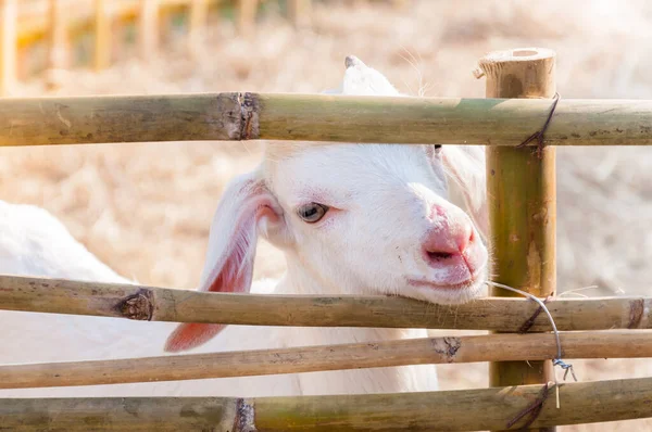 White Baby Goat Playing Bamboo Fence Close White Goats Farm — Stock Photo, Image