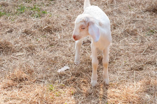 Çiftlikteki Beyaz Keçiler Çiftlikteki Bebek Keçiler — Stok fotoğraf