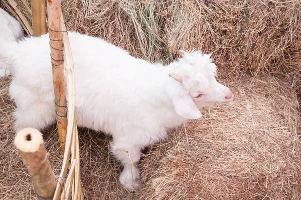 Beyaz Koyun Çim Arka Planda Çiftlik — Stok fotoğraf