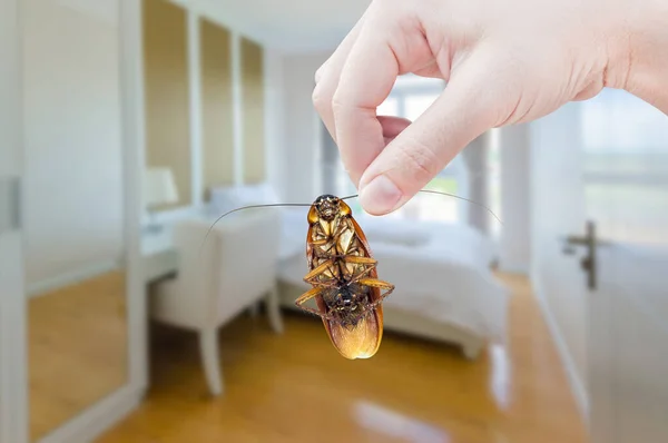 Woman Hand Holding Cockroach Bedroom Background Eliminate Cockroach Bedroom — Stock Photo, Image