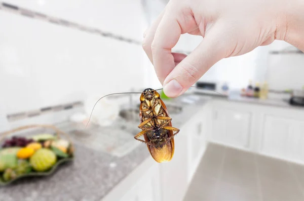 Woman Hand Holding Cockroach Kitchen Background Eliminate Cockroach Kitchen — Stock Photo, Image