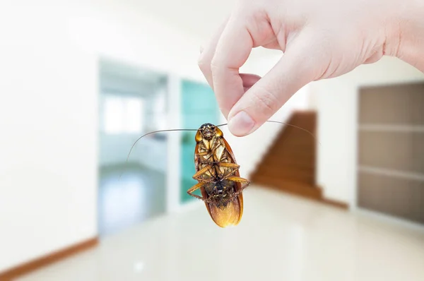 Γυναικείο Χέρι Κρατώντας Κατσαρίδα Στο Δωμάτιο Στο Σπίτι Φόντο Εξάλειψη — Φωτογραφία Αρχείου