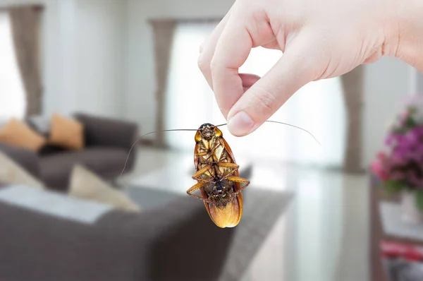 Γυναικείο Χέρι Κρατώντας Κατσαρίδα Στο Δωμάτιο Στο Σπίτι Φόντο Εξάλειψη — Φωτογραφία Αρχείου