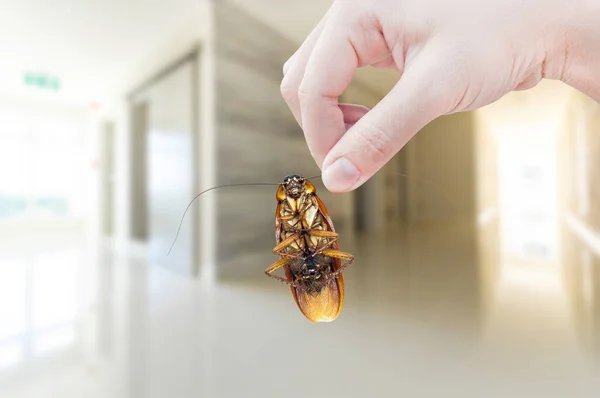 Vrouwenhand Houden Kakkerlak Kamer Huis Achtergrond Elimineren Kakkerlak Kamer Huis — Stockfoto