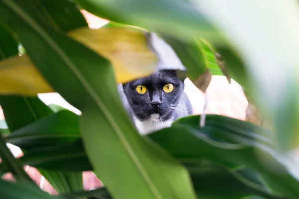 黄眼睛黑猫躲藏在灌木丛中猎猫 — 图库照片