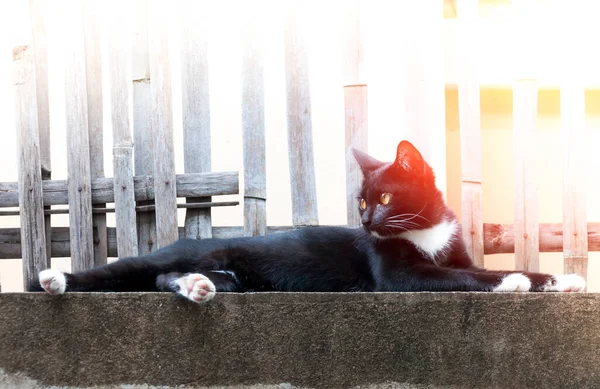 Junge Katze Schwarzer Farbe Auf Zaun Tierporträt Schwarzes Kätzchen — Stockfoto