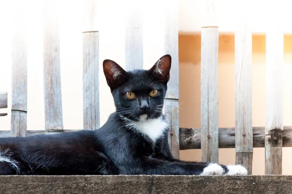Young Cat Black Color Fence Animal Portrait Black Kitten — Stock Photo, Image
