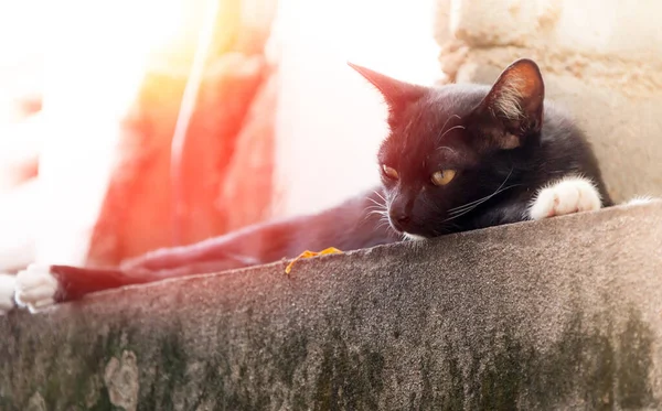 Молодой Кот Черного Цвета Заборе Портрет Животного Черный Котенок — стоковое фото