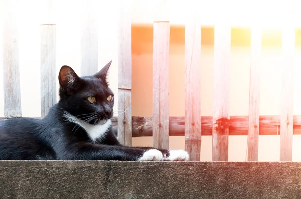 Fiatal Macska Ból Egy Fekete Szín Kerítés Animal Portré Fekete — Stock Fotó