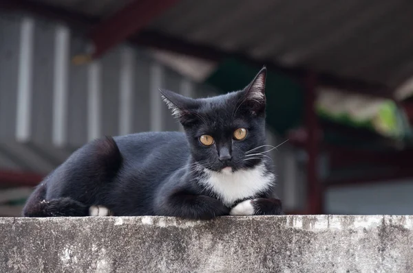Młody Kot Czarnego Koloru Płocie Portret Zwierzęcia Czarny Kotek — Zdjęcie stockowe