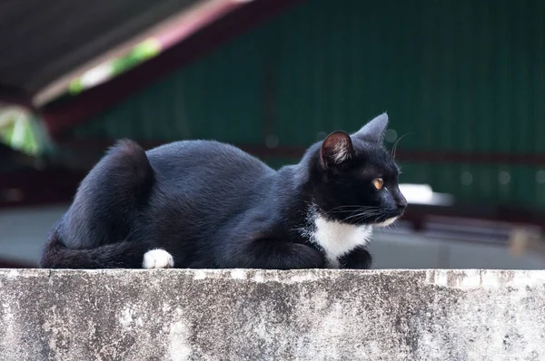 Jeune Chat Couleur Noire Sur Clôture Portrait Animal Chaton Noir — Photo