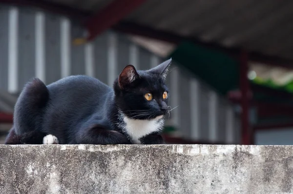 Młody Kot Czarnego Koloru Płocie Portret Zwierzęcia Czarny Kotek — Zdjęcie stockowe