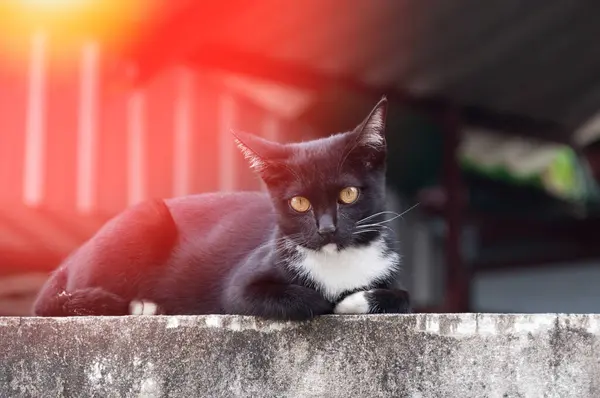 색깔의 고양이 동물성 초상화 고양이 — 스톡 사진