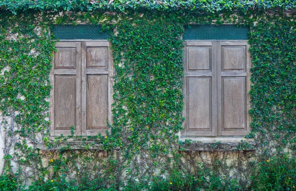 Closed wood window and a wall covered with ivy,wood window and Green Creeper Plant on wall