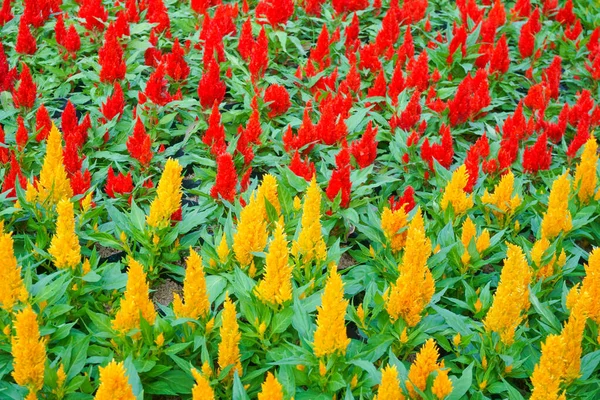 Colorful Celosia Flower Garden Beautiful Floral Background — Fotografia de Stock