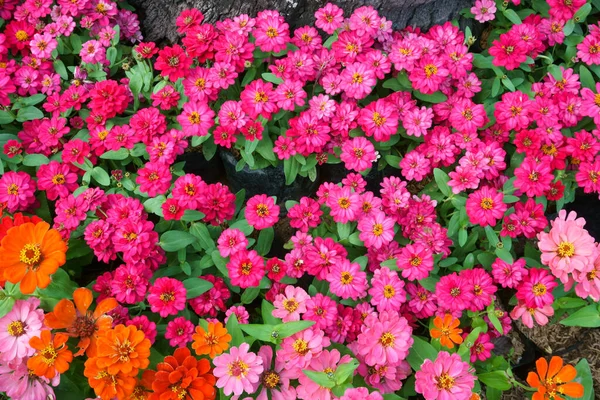 Colourful Zinnia Flowers Garden Beautiful Floral Background — Stock Photo, Image