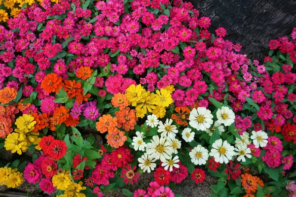 Colorati Fiori Zinnia Giardino Bellissimo Sfondo Floreale — Foto Stock