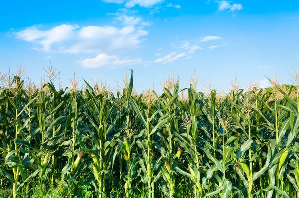 Kukuřičné Pole Jasného Dne Kukuřičný Strom Zemědělské Půdě Modrým Mrakem — Stock fotografie