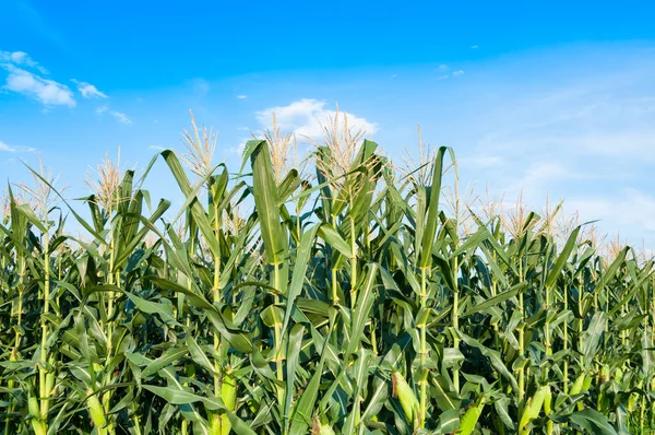 Kukuřičné Pole Jasného Dne Kukuřičný Strom Zemědělské Půdě Modrým Mrakem — Stock fotografie
