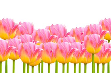 Çiçek pembe güzel laleler beyaz üzerinde izole