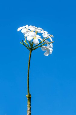 Frangipani, mavi gökyüzünde Plumeria çiçekleri