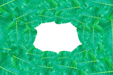 Çerçeve Yeşil Bo yaprakları, Budizm 'de önemli olan yapraklar beyaz üzerine izole edilir, arka plan için, çerçeve yeşil yapraklar