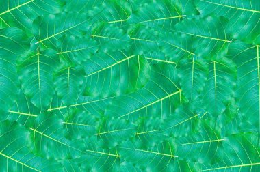 Yeşil Bo arka plan bırakır, Budizm 'de önemli olan yapraklar, arka plan için yeşil yapraklar.