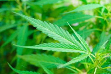 Yeşil kenevir dağlarda ticari kenevir tarlası bırakıyor