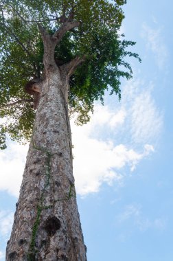 Mavi gökyüzüne karşı eski büyük ağaç