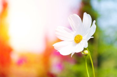 Arka plan için güzel kozmos çiçekleri (Cosmos Bipinnatus) bahçede