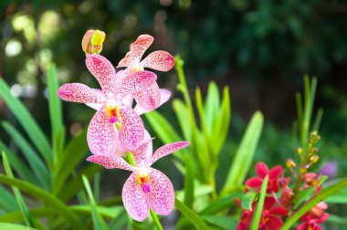 Tropikal bahçede güzel pembe orkideler çiçek açıyor.