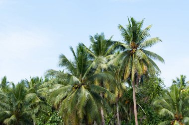 Tropikal ormanlardaki güzel hindistan cevizi palmiyeleri Tayland 'daki adalarda mavi gökyüzü