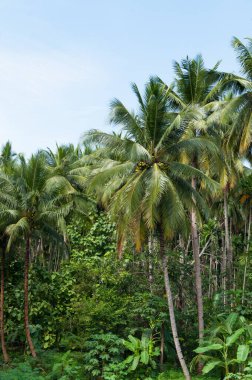Tropikal ormanlardaki güzel hindistan cevizi palmiyeleri Tayland 'daki adalarda mavi gökyüzü
