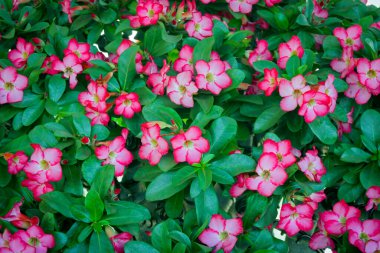 Güzel kırmızı Azalea çiçekleri, Impala zambağı ya da Çöl Gülü ya da Sahte Azalea, bahçedeki güzel pembe çiçek.