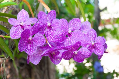 Güzel orkide çiçekleri Violet Melez Vanda bahçede çiçek açıyor.