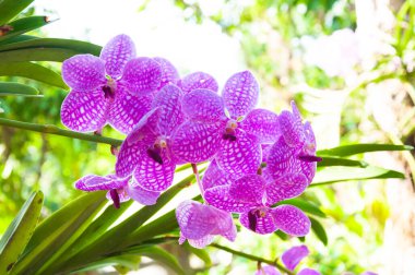 Güzel orkide çiçekleri Violet Melez Vanda bahçede çiçek açıyor.