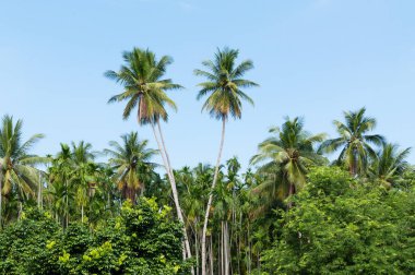 Tropikal ormandaki iki hindistan cevizi palmiyesi Tayland adasında mavi gökyüzü