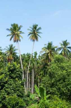 Tropikal ormandaki iki hindistan cevizi palmiyesi Tayland adasında mavi gökyüzü