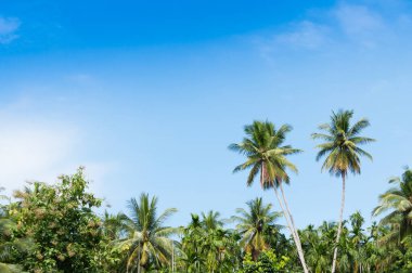 Tropikal ormandaki iki hindistan cevizi palmiyesi Tayland adasında mavi gökyüzü