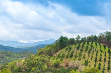 Güzellik manzaralı tarım manzarası, Kuzey Tayland 'da tarım arazisi