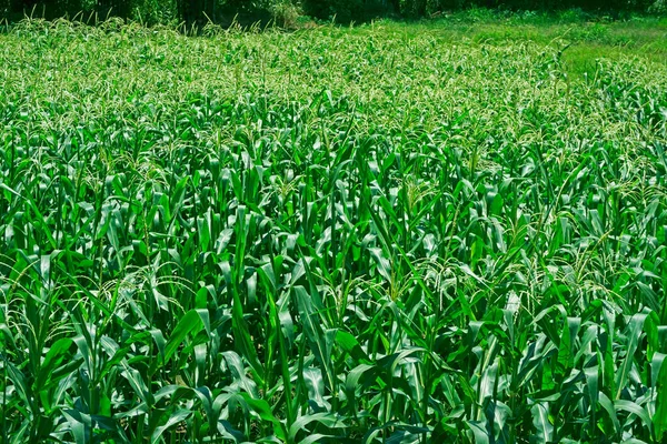 Kukuřičné Pole Jasného Dne Kukuřičný Strom Zemědělské Půdě — Stock fotografie