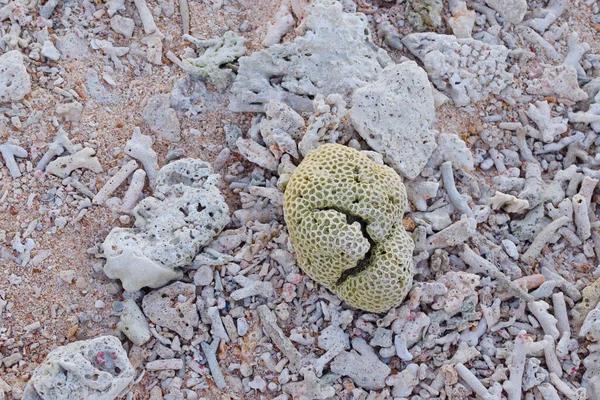 Fragmentos Coral Muertos Una Playa Arrecifes Coral Playa Fondo Superficie —  Fotos de Stock