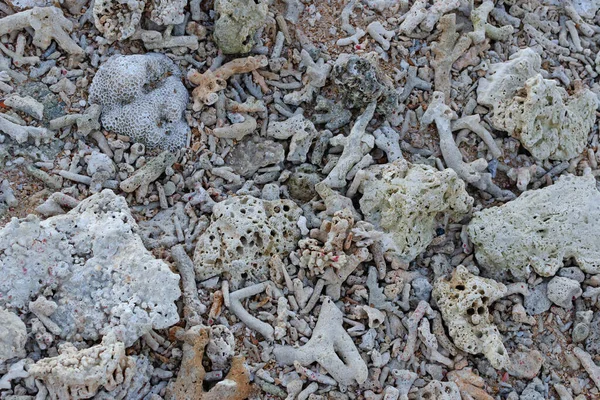 海滩上的死珊瑚碎片 海滩上的珊瑚礁 海滩表面背景 海滩质感 落基海滩 — 图库照片