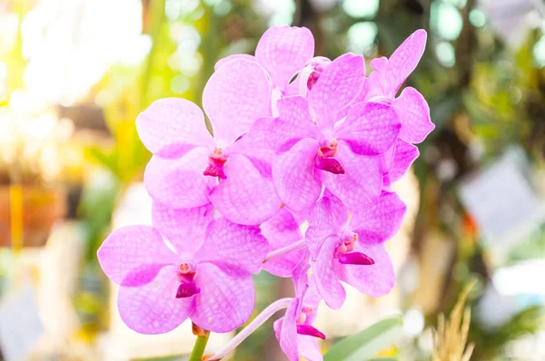 Цветочная Орхидея Фиолетовые Орхидеи Леди Фиолетовый Является Популярным Розовый Цветок — стоковое фото